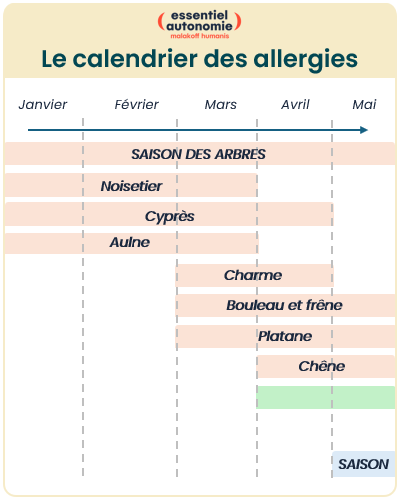 Infographie n°2 : Les allergies aux pollens - le calendrier des allergies (voir la description ci-dessous)