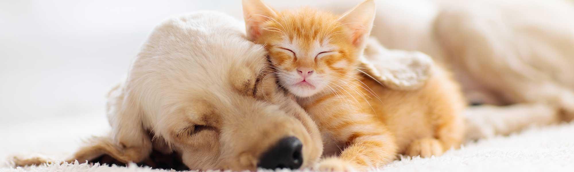 Animaux De Compagnie Et Personnes Agees